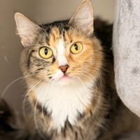 Cherry CAB6133, chatte à adopter