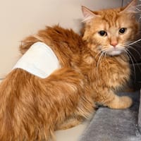 Lilo CAB6129, chatte à adopter