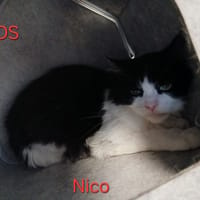 NICO, chat à adopter