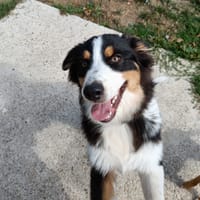 BALI QCN, chien à adopter