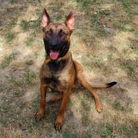 BRUNO PAA24213, chien à adopter