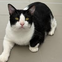 Nermal, chat à adopter