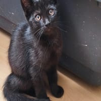SALEM, chat à adopter