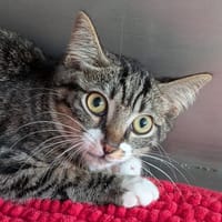Pudding, chat à adopter