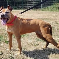 MAMIE PINK PAA24310, chienne à adopter