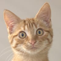 Lionna, chatte à adopter