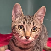 BUNNY, chatte à adopter