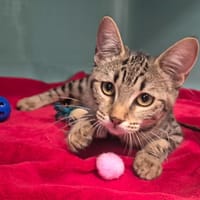 BUNNY, chatte à adopter