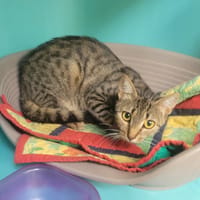 PATSY, chatte à adopter