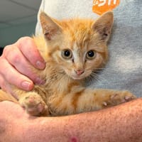 ROUDOUDOU, chat à adopter