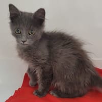 Gunter, chat à adopter