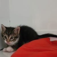 Giulia, chatte à adopter