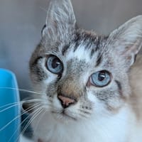 Crumble, chat à adopter