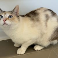 Wendy, chatte à adopter
