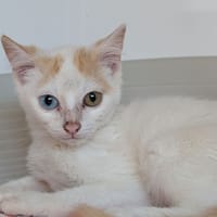 Saphia, chat à adopter