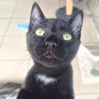 Bidart, chat à adopter