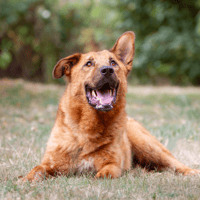 NOUGAT (OAA20050), chien à adopter