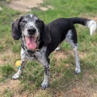 Filou, chien à adopter