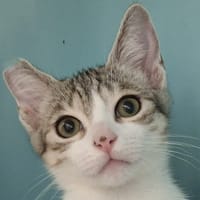 Polybe, chat à adopter