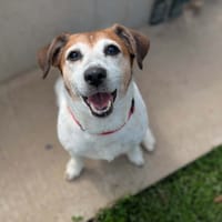 Jeep, chienne à adopter