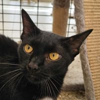 TREAL, chatte à adopter
