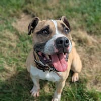 OSIRIS, chien à adopter
