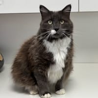 POMPON, chat à adopter