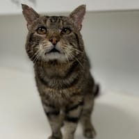 SIMBA, chat à adopter