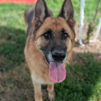 PHILOMENE, chien à adopter