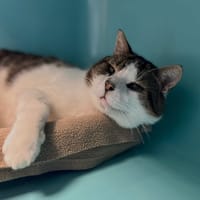 PEPERE, chat à adopter