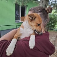 Elara, suczka do adopcji