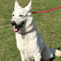 Star, female dog to adopt