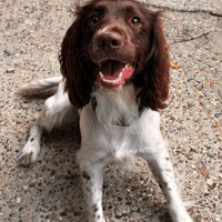 Rosie, female dog to adopt