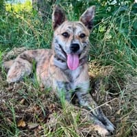Forta, suczka do adopcji