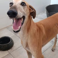 DIJON, chien à adopter