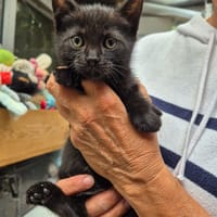 Sabbat, chat à adopter