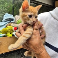 Polux, chat à adopter