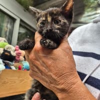 Rochel, chatte à adopter