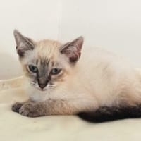 Johnny Depp, chat à adopter