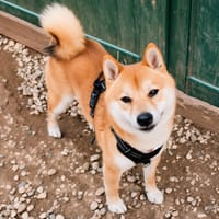 Tokyo, chien à adopter