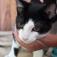 Hector, chat à adopter