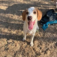 Cha, chienne à adopter