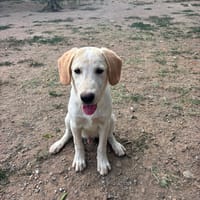 Jacob, chien à adopter