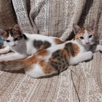 ASHLEY & IRENA, chatte à adopter