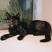 NALLA, chatte à adopter