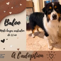 Baloo, chien à adopter