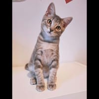 KODA, chat à adopter
