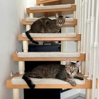 Tina & Tino Schmusetiger suchen Familie zum kuscheln, Kater zur Adoption