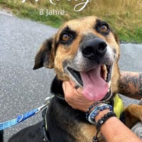 MOLLY - interessiert und verschmust, Hündin zur Adoption