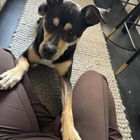 SCOOBY wünscht sich einen entspannten Lebensabend, Hund zur Adoption